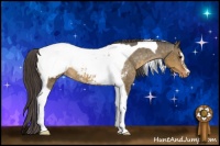 Horse Color:Buckskin Dun Sabino Tobiano Appaloosa Brindle 