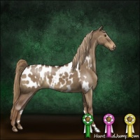 Horse Color:Liver Red Dun Appaloosa Brindle