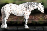 Horse Color:Brown Appaloosa and Brown Dun Appaloosa