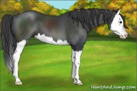 Horse Color:Black Sabino Splash