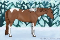 Horse Color:Chestnut Tobiano
