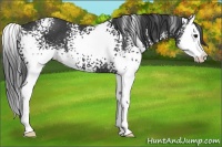 Horse Color:White Spotted Black Sabino Splash 