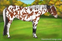 Horse Color:Brown Appaloosa  and Silver Brown Appaloosa 