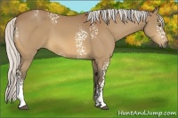 Horse Color:White Spotted Silver Buckskin 