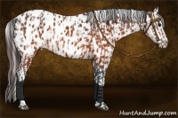 Horse Color:Brown Appaloosa  and Brown Appaloosa 