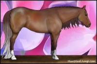 Horse Color:Chocolate Bay 