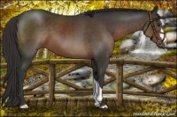 Horse Color:Liver Chestnut 