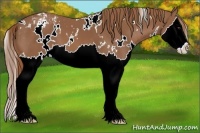 Horse Color:White Spotted Chestnut Splash Appaloosa