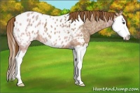 Horse Color:Chestnut Ice Sabino Splash Appaloosa