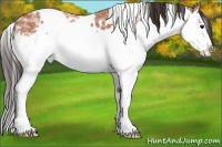 Horse Color:White Spotted Bay Ice Splash Appaloosa