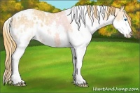 Horse Color:White Spotted Chestnut Ice Splash Appaloosa