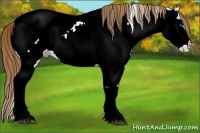 Horse Color:Chestnut Sabino Splash Appaloosa