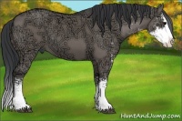 Horse Color:Grullo Ice Sabino Splash