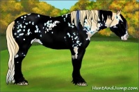 Horse Color:White Spotted Chestnut Splash Appaloosa Rabicano 