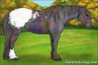 Horse Color:Nacre Black Varnish 