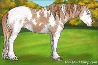 Horse Color:White Spotted Chestnut Splash Snowcap 