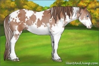 Horse Color:White Spotted Bay Splash Appaloosa