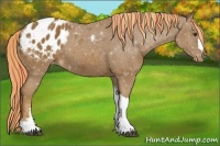 Horse Color:Painted Chestnut Blanket
