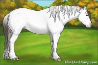 Horse Color:Grullo Ice Splash Tobiano Appaloosa Rabicano