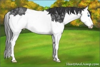 Horse Color:Smoky Black Ice Sabino Splash 