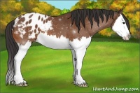 Horse Color:Bay Sabino Splash Blanket