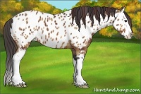 Horse Color:Plaid  Bay Sabino Splash Near Leopard Rabicano 