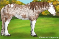 Horse Color:Chestnut Ice Splash Blanket Rabicano