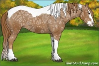 Horse Color:Chestnut Ice Splash Tobiano Appaloosa