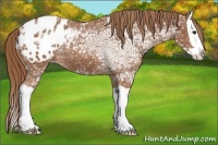 Horse Color:Chestnut Ice Splash Appaloosa 