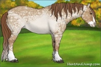 Horse Color:Red Dun Ice Splash Appaloosa 