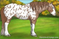 Horse Color:Chestnut Ice Splash Appaloosa
