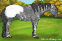 Horse Color:Black Ice Sabino Snowcap 