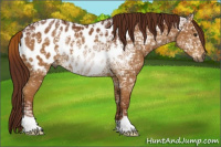 Horse Color:Gray Chestnut Ice Appaloosa 
