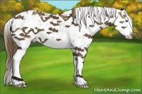 Horse Color:Buckskin Ice Sabino Splash Appaloosa 