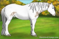Horse Color:White Spotted Bay Ice Dun Splash Tobiano Rabicano 
