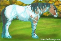 Horse Color:Thunderstruck Bay Dun Sabino Appaloosa