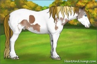 Horse Color:Painted Bay Sabino Splash Tobiano Appaloosa 