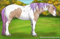 Horse Color:Painted Chestnut Ice Sabino Tobiano Appaloosa 