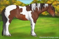 Horse Color:Bay Tobiano Appaloosa Rabicano