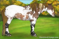 Horse Color:Painted Bay Sabino Splash Tobiano Appaloosa