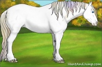 Horse Color:Nacre Buckskin Ice Splash Tobiano Appaloosa 