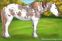Horse Color:Painted White Spotted Bay Ice Splash Appaloosa 