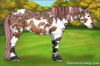 Horse Color:Painted White Spotted Bay Ice Splash Appaloosa