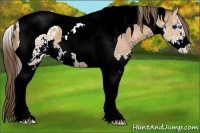 Horse Color:Bay Sabino Splash Tobiano Appaloosa