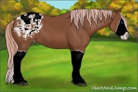 Horse Color:Painted Chestnut Splash Appaloosa 