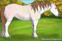 Horse Color:Bay Ice Dun Sabino Splash Appaloosa