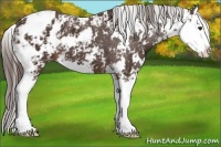 Horse Color:Liver Chestnut Sabino Splash Appaloosa 