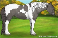 Horse Color:Grullo Tobiano Varnish 