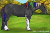 Horse Color:Painted Black Tobiano Appaloosa