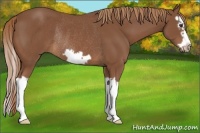 Horse Color:Chestnut Splash Frame Rabicano 